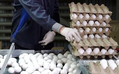 صادرات انبوه مرغ و تخم مرغ برای اولین‌بار در سال جاری
