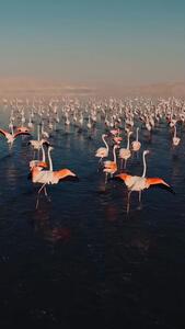 دریاچه رویایی مهارلو در شیراز + فیلم