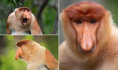 راز بینی عجیب و غریب میمون‌ های دماغ دراز کشف شد!