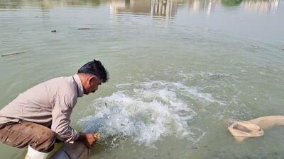 رهایی ۸۰ هزار قطعه انواع بچه ماهی بومی در تالاب شادگان