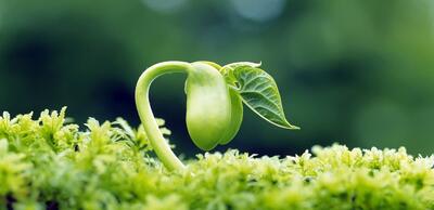 گیاهان منبع خوب برای تولید انرژی تجدیدپذیر