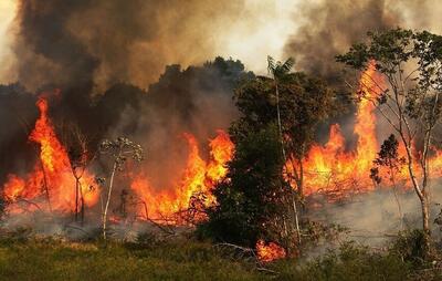 آتش به جان جنگل‌های زاگرس افتاد/ این حادثه احتمالا عمدی است