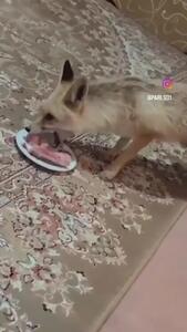 (ویدئو) غذا دادن یک خانواده ایرانی به روباه داخل سالن پذیرایی خانه!