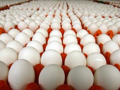 قیمت تخم مرغ در بازار امروز ۱۲ خرداد ۱۴۰۳
