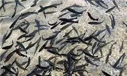 رهاسازی ۸۰ هزار قطعه انواع بچه ماهی بومی در تالاب بین‌المللی شادگان