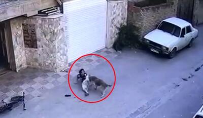 تصاویر دلخراش از حمله سگ ولگرد به دختر ۸ ساله/ ویدئو+16