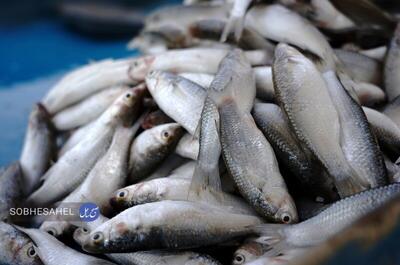 ۶ نقطه در شهر بندرعباس برای عرضه ماهی تازه جانمایی شد