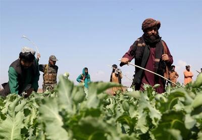 طالبان مجازات جرایم مواد مخدر را اعلام کرد - تسنیم