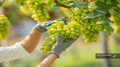 پیش‌بینی افزایش ۲۰ درصدی تولید انگور در مهاباد