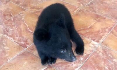 کشف خرس سیاه آسیایی در خودروی سمند