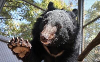 ۲ توله خرس سیاه بلوچی در اصفهان پیدا شدند