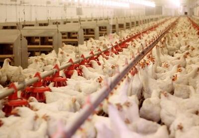 ایران در دولت سیزدهم از کشور واردکننده به کشور صادر کننده مرغ تبدیل شد - سایت خبری اقتصاد پویا