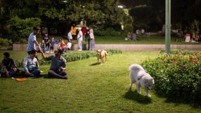 سگ‌گردانی در پارک‌های رفسنجان ممنوع شد