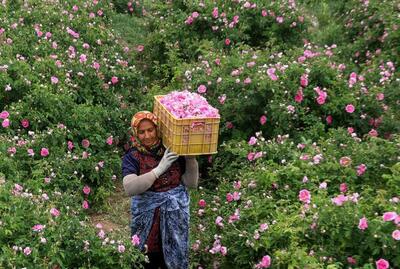 ۷۰ درصد این گل خوشبوی جهانی در ایران تولید می‌شود
