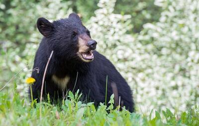کشف ۲ توله خرس سیاه در ایست بازرسی