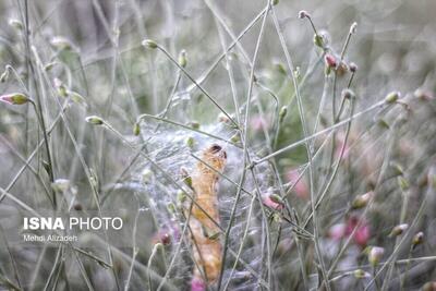 (تصاویر) تولید پیله ابریشم در استان خراسان شمالی