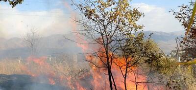 تداوم آتش‌سوزی در جنگل‌های کهگیلویه