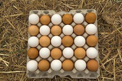 افزایش ۱۰ درصدی صادرات تخم‌مرغ