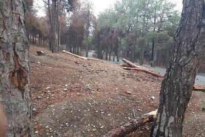وضعیت بحرانی درختان چیتگر