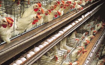 راهکار دامپزشکان برای افزایش راندمان مرغ‌های تخم‌گذار