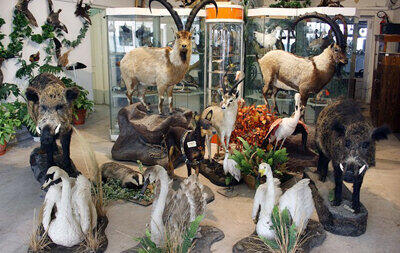 ایجاد نمایشگاه حیوانات تاکسیدرمی در بروجرد
