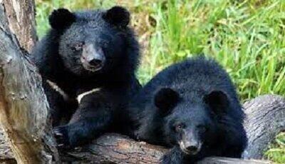 کشف ۲ توله خرس سیاه بلوچی در این استان