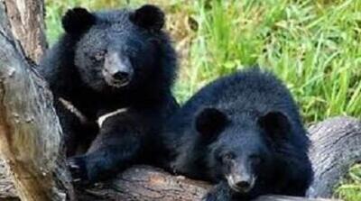 کشف ۲ توله خرس سیاه بلوچی در این استان - مردم سالاری آنلاین