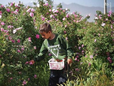 عکس/ برداشت گل‌ محمدی در همدان