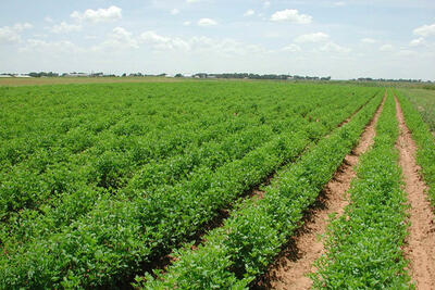 تحقق بیش از ۱۰۰ درصدی کشت محصولات زراعی در قزوین