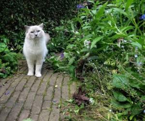 شگرد دور کردن گربه از باغچه و حیاط