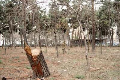 ۸۸۰۰ درخت خشک و یا آفت زده در چیتگر