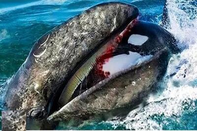وحشیان اقیانوس؛ نهنگ‌ با آرواره غول پیکرش بدن کوسه رو دو شقه کرد و خونشو خورد