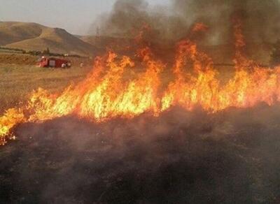 ۱۰۰ هکتار از گندم‌زارهای  این شهر در آتش سوخت