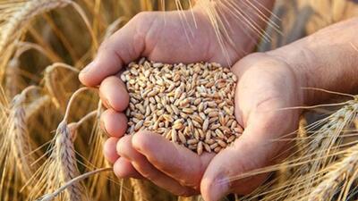 خرید ۱۸ هزار تن گندم از کشاورزان لرستانی