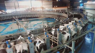 رشد ۴.۶ درصدی تولید شیر در استان قزوین