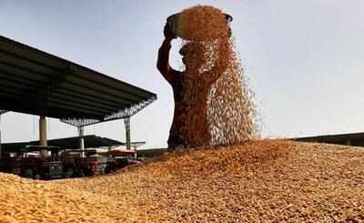 بیش از ۶۰ هزار تن گندم از کشاورزان کهگیلویه و بویراحمد خریداری شد
