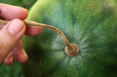 ۴ روش علمی برای تشخیص هندوانه آبدار، شیرین و رسیده