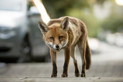 دیده شدن یک روباه در خیابان‌های تهران! +فیلم