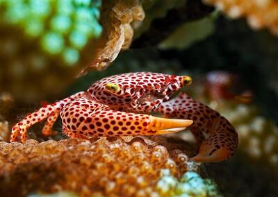 این خرچنگ برای زندگی با مرجان تکامل یافته است! (+تصاویر)