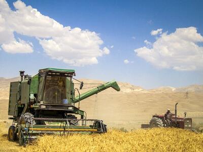 ایران در جمع غول‌های غلات آسیا؛ جهش تولید گندم در سال ۲۰۲۳