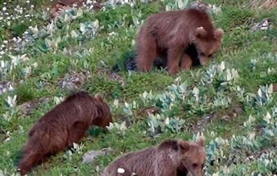 ببینید / علف خوردن بچه خرس‌های قهوه‌ای در پارک ملی گلستان