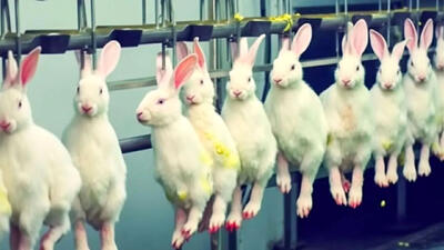(ویدئو) فرآیند پرورش میلیون ها خرگوش در مزارع برزیل