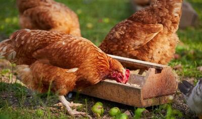 ثبات قیمت مرغ زنده در بازار