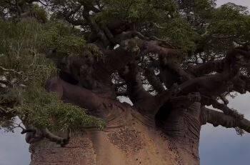 فیلم/ از قدیمی‌ترین درختان جهان