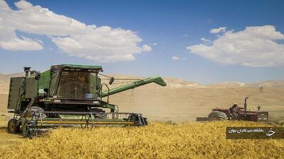 پیش‌بینی تولید ۱۰۰ هزار تن گندم در مهاباد