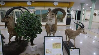 بازدید از موزه تاریخ طبیعی اردبیل رایگان است
