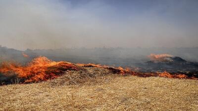 ته‌سیگار و سوزاندن کاه‌وکلش، عامل اصلی آتش‌سوزی در گندمزار‌های گلستان