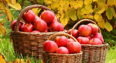 رتبه چهارم ایران در تولید سیب دنیا و صادرات یک میلیون تنی به بیش از ۱۰ کشور