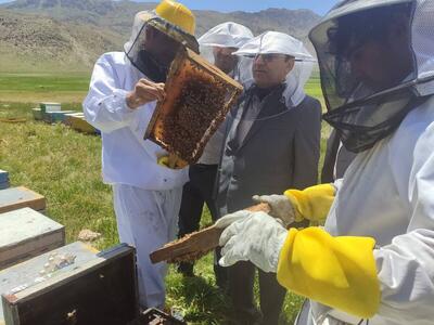 جهاد کشاورزی و یک مسیر تازه، پیش‌‌روی تولید و اشتغال/تولید بیش از ۹۰ تن محصول جانبی جدید در صنعت زنبورداری 