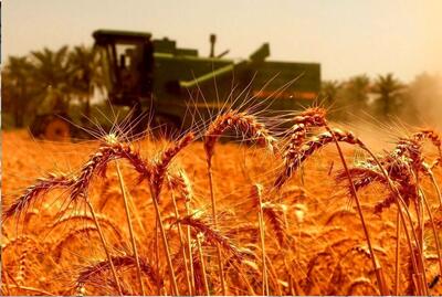 مطالبات گندمکاران خوزستان هفته آینده پرداخت می‌شود